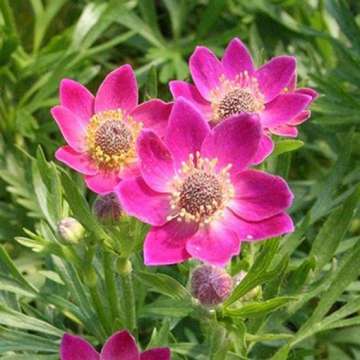 Anemone multifida'Annabelle Deep rose'