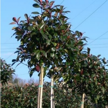 Photinia fraseri'Red Robin'