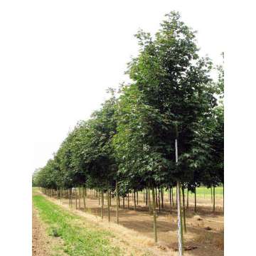 Acer platanoides'Fairview'