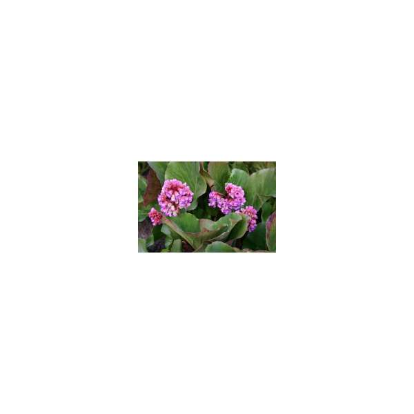 Bergenia'Morgenröte'