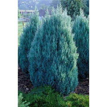 Juniperus chinensis'Stricta'