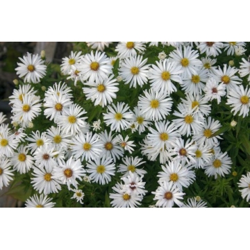 Aster dumosus'Kristina'