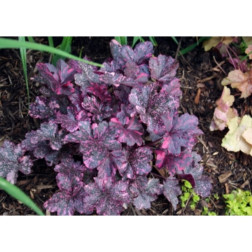 Heuchera'Midnight Rose'