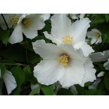 Philadelphus triflorus
