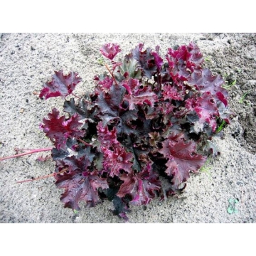 Heuchera'Purple Petticoats'