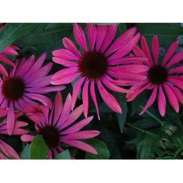 Echinacea purpurea'JS Robin Hood'