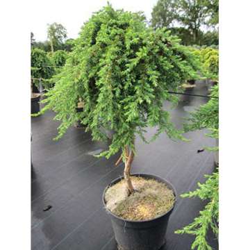 Juniperus communis'Green Carpet'