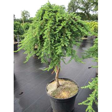 Juniperus communis'Green Mantle'