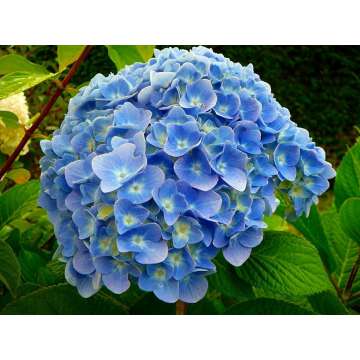 Hydrangea macrophylla'Nikko blue'