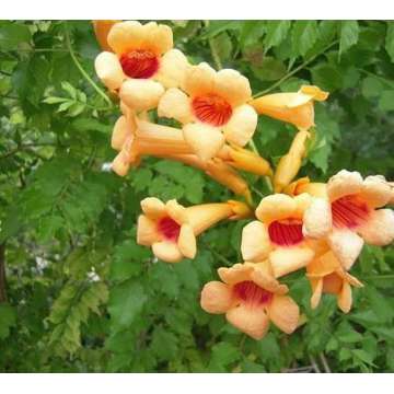 Campsis radicans'Judy'