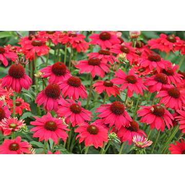 Echinacea purpurea'Lakota Red'