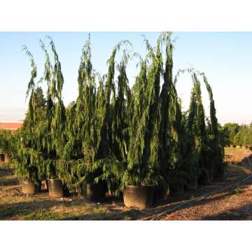 Chamaecyparis nootkatensis'Moonshot'