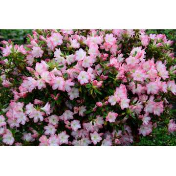 Azalea japonica'Peggy ann'
