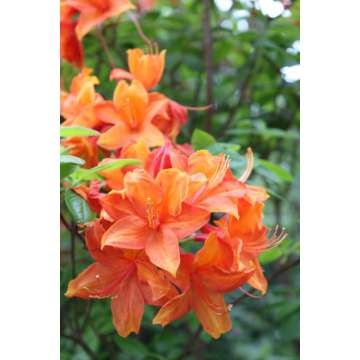 Azalea knaphill'Golden Eagle'
