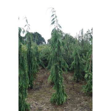 Chamaecyparis nootkatensis'Green Arrow'