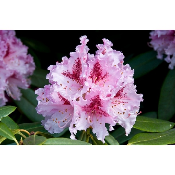 Rhododendron'Osmar'
