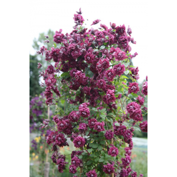 Clematis viticella'Purpurea Plena Elegans'