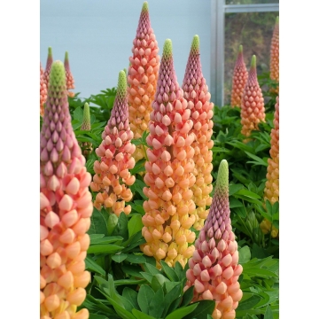Lupinus'West Country Salmon Star'