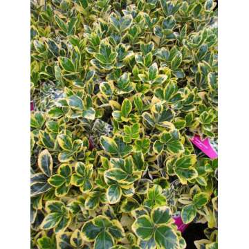 Euonymus japonicus'Marieke'