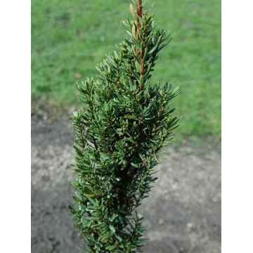 Taxus baccata'Green Column'