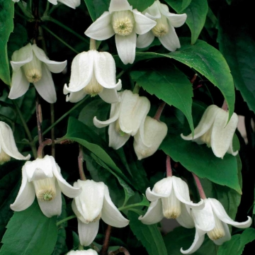 Clematis campanella'Winter Beauty'