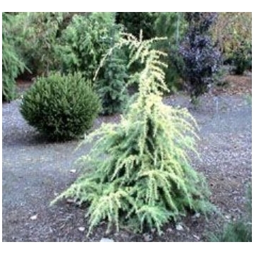 Cedrus deodara'Gold Cascade'