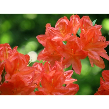 Azalea knaphill'Koster's Brilliant'