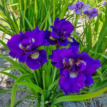 Iris siberica'Kaboom'