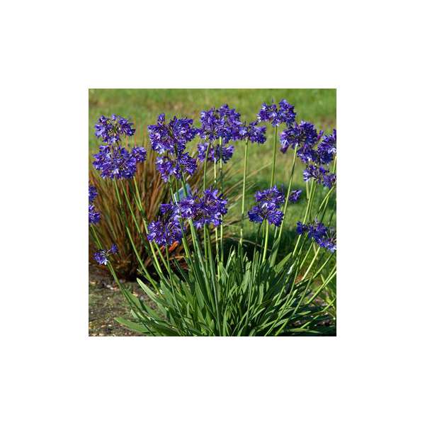 Agapanthus'Northern Star'