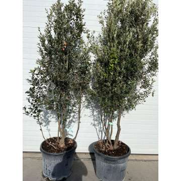 Quercus ilex
