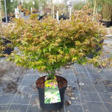 Acer palmatum'little Princess'