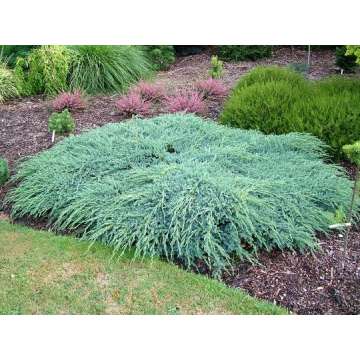 Juniperus squamata'Blue Carpet'