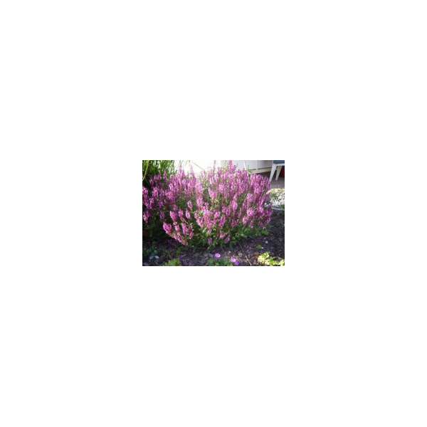Salvia nemerosa'Pink Friesland'