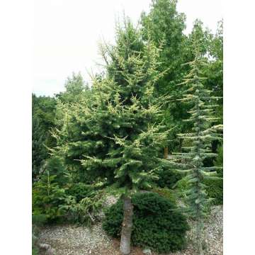 Cedrus libani'Silberspitze'