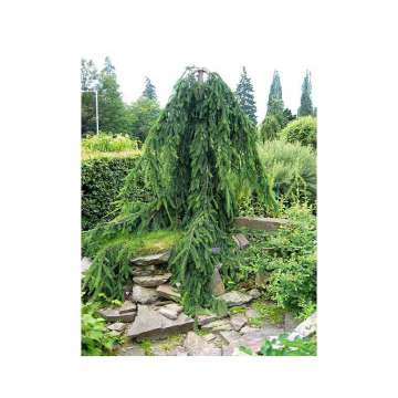 Abies nordmanniana'Pendula'