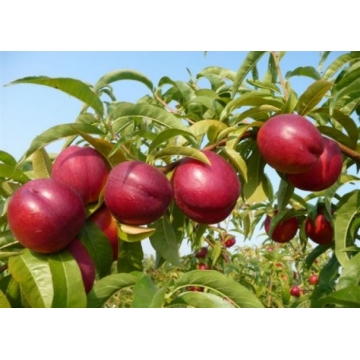 Perzik  (Prunus persica'Red Gold')
