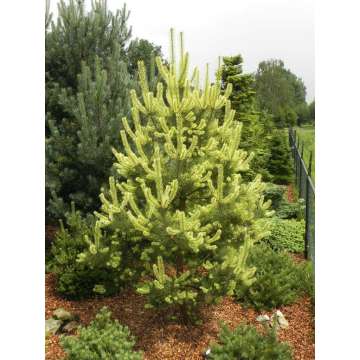 Pinus sylvestris'Candlelight'