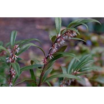 Sarcococca hookeriana'Purple Gem'
