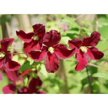 Clematis'Vitiwester'