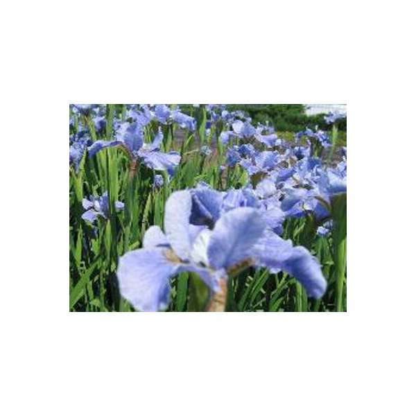 Iris sibirica'Himmel von Komi'