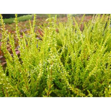 Calluna vulgaris'Sandy'