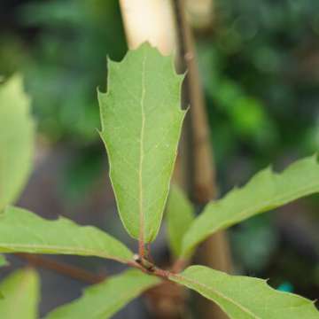 Quercus rysophylla'Maya'