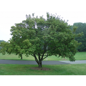 Acer tataricum'Ginnala'