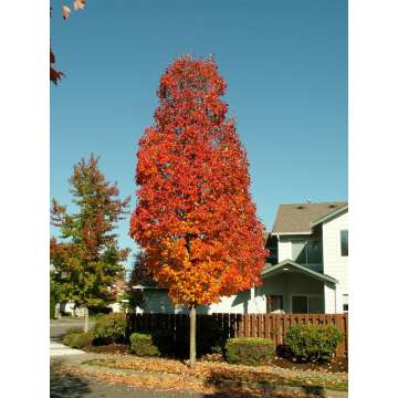 Acer rubrum'Bowhall'