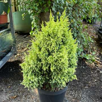 Juniperus pingii'Hulsdonk Yellow'