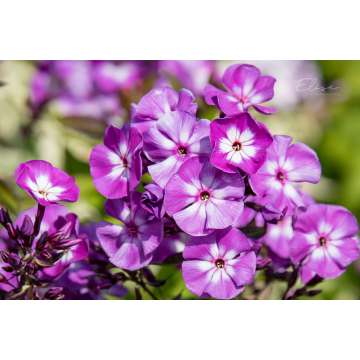 Phlox paniculata'Uspech'