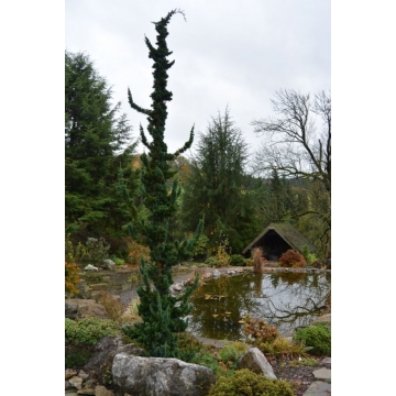Chamaecyparis lawsoniana'Wissel's Saguaro'