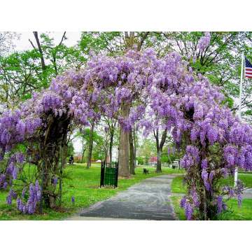 Wisteria fruticosa'Amethyst Falls'