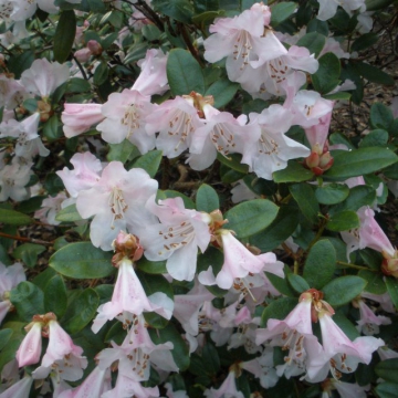 Rhododendron'Cilpenense'
