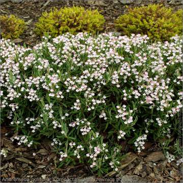 Andromeda polyfolia'Compacta'